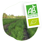 Photo d’un champ de carottes avec logo agriculture bio