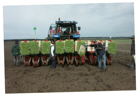 Plantation des choux