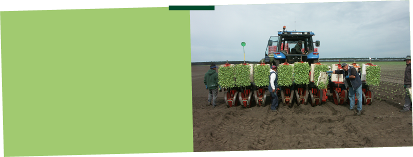 Plantation des choux