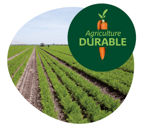 Champ de carottes avec logo agriculture durable