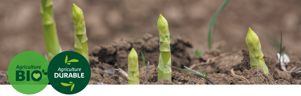 Asperges bio sortant de terre