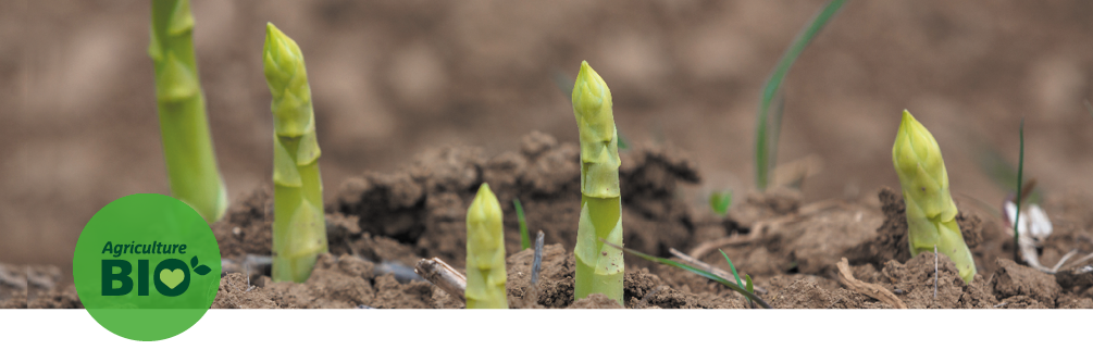 Asperges bio sortant de terre