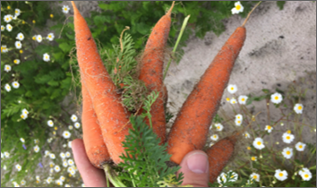 Récolte de carottes