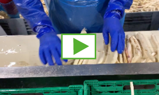 Vignette extraite d’une vidéo sur la vie de l’asperge bio après la cueillette, le lavage, le tri, le conditionnement…