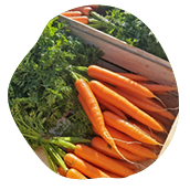 Carottes avec fanes dans un colis bois