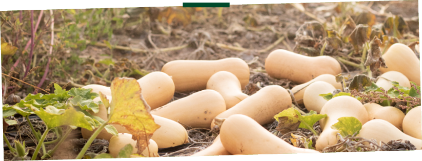 Zoom sur les butternuts dans un champ