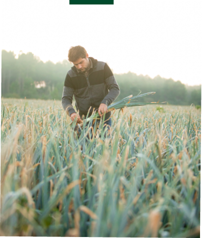 Photo de Julien dans son champ de poireau bio, dans les Landes de Gascogne