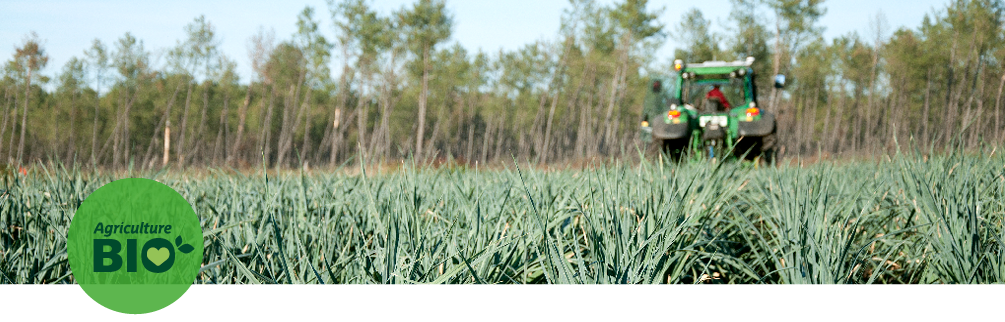 Photo d’un champ de poireaux et forêt de pins des landes en arrière-plan