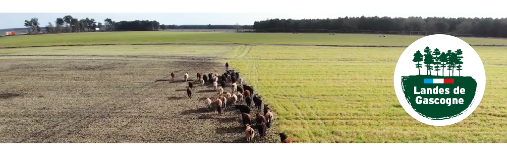 Photo en plongée, d’un troupeau de vaches Aubrac et Angus dans les Landes de Gascogne