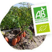 Logo bio et photo zoomée de culture de carottes en terre sableuse au Portugal