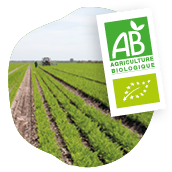 Photo d’un champ de carottes avec logo agriculture bio