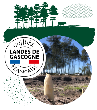 Photo d’une pointe d’asperge sortant de terre avec illustration de pins landais et macaron « culture française, Landes de Gascogne » terroir idéal à la culture de l’asperge