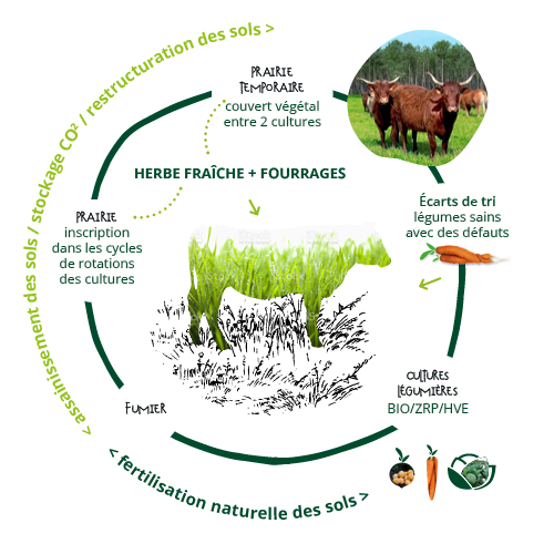 llustration représentant le régime alimentaire naturel du bœuf et les pâturages tournants