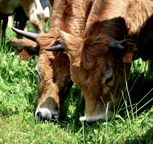 Zoom sur deux vaches de race Aubrac en train de brouter de l’herbe fraiche