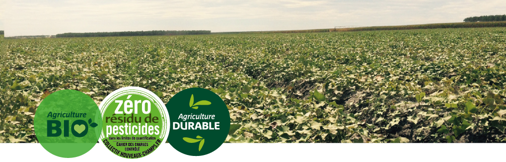 Champ de patates douces dans les Landes avec picto Bio, zéro résidu de pesticides et agriculture durable