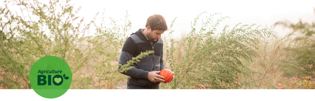 Julien Larrère dans un champ de potimarron en agriculture biologique