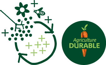 Illustration de fleurs, de graines et d’une abeille avec signes + et rotation, symbolisant les principes d’une agriculture durable