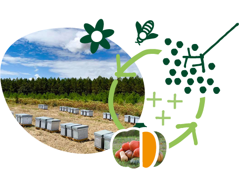 La responsabilité environnementale illustrée par un schéma graphique composé d’une photo de ruches en bordure de parcelle et de pictos abeille, fleur et rotation des cultures