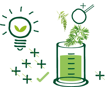 Dessin représentant la méthode Pilazo qui consiste à analyser des feuilles de plantes (ici des fanes de carottes)