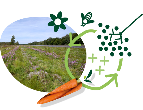 La responsabilité environnementale illustrée par un schéma graphique composé d’une photo d’un champ en jachère et de pictos abeille, fleur et rotation des cultures