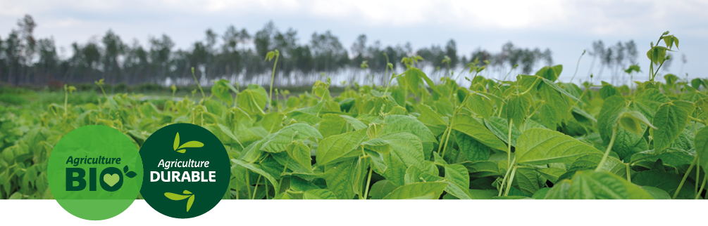 Champ de haricots verts bio Larrère