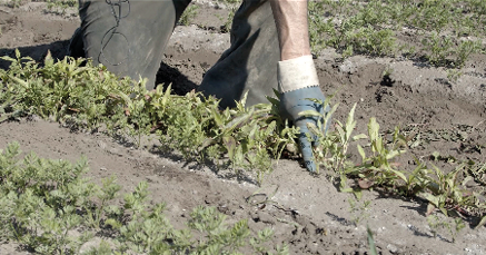 Désherbage manuel dans un champ de carottes bio