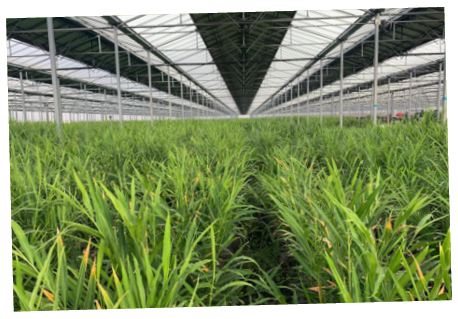 Vue des cultures du gingembre bio français avec panneaux photovoltaïques sur le toit des serres