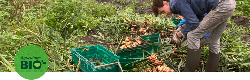 Culture, récolte et taille de gingembre bio frais pleine terre