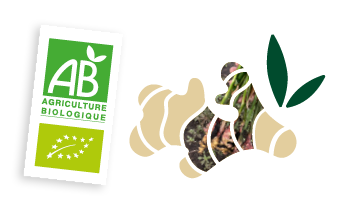 Picto gingembre bio des Landes