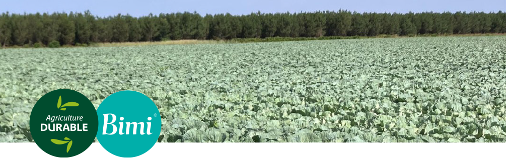 Photo d'un champ de culture du brocoli Bimi avec pins en arrière plan et logos Bimi, Haute Valeur Environnementale et agriculture durable