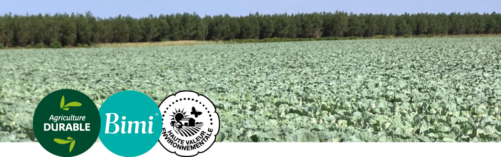 Photo d'un champ de culture du brocoli Bimi avec pins en arrière plan et logos Bimi, Haute Valeur Environnementale et agriculture durable